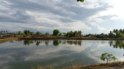 A still, reflective body of water occupies the foreground of this outdoor scene, likely a pond or shallow lake. The water's surface mirrors the sky and the distant shoreline, creating a sense of depth and tranquility. The shoreline is characterized by dry, sparse vegetation and a dirt path. Beyond the immediate bank, a line of trees, varying in size and foliage density, stretches across the middle ground. Among the trees, there are glimpses of several small, simple buildings with pitched roofs, suggesting a rural or semi-rural settlement. In the far distance, rolling hills are visible under a cloudy sky. The clouds are varied, with some areas of dark gray and others bright white where the sun is breaking through, indicating a dynamic weather condition. The overall impression is one of a calm, natural environment with human elements integrated into the landscape. The location provided, Pasi ie Leubeue, Indonesia, suggests a tropical or subtropical climate, which aligns with the presence of palm trees and lush green foliage.