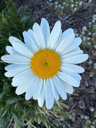 A single white daisy is centrally positioned, dominating the frame. The flower exhibits numerous elongated white ray petals radiating symmetrically from a densely packed, circular yellow disc florets center, which displays a distinct spiraling pattern. To the bottom and left, dark green foliage is visible. To the upper right and top, the background consists of dark brown wood mulch or chipped bark, interspersed with clusters of small white flowers. This outdoor garden scene is located in Rancho Palos Verdes, United States of America. No individuals or discernible actions are present.