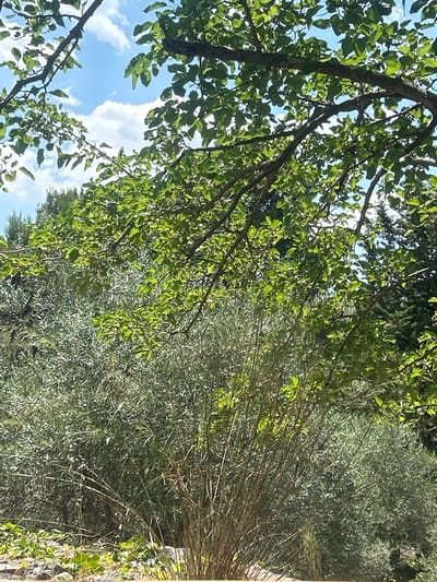 The image depicts an outdoor scene under a bright blue sky with scattered white clouds. In the foreground, the branches of a leafy green tree, likely an apple or pear tree given the leaf shape and size, dominate the upper portion of the frame. Sunlight filters through the leaves, creating dappled light. Below the tree canopy, a dense clump of dry, light-brown bamboo stalks is visible, with some of the stalks bending and arching. Behind the bamboo, a large bush with silvery-green foliage, possibly an olive tree, forms a textured background. In the lower left corner, some green ground cover and stones are partially visible. The overall impression is a lush, sunlit garden or natural area, possibly in a rural or semi-rural setting, consistent with the countryside surrounding Militello in Val di Catania, Italy. There are no people or discernible human activity in the image.