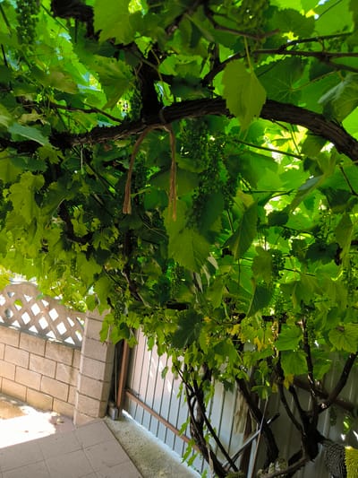 The image depicts a close-up view of a grape vine canopy, heavily laden with small, green grapes and lush foliage. The thick, gnarled branches of the vine are intertwined, creating a dense overhead cover. Sunlight filters through the leaves, casting dappled shadows.

In the background, a section of a low brick wall with a decorative, diamond-shaped lattice pattern is visible. Adjacent to the wall is a white, corrugated metal fence. The ground appears to be a tiled patio area, with some sand or loose gravel. In the lower right portion of the image, a few gardening tools, including a rake and a mop, are leaning against the fence. A woven mat or rug is also visible.

The scene is set outdoors, likely in a backyard or garden area. The presence of the grape vine and the surrounding structures suggest a residential or possibly a small-scale agricultural setting.

While the precise location within Mileștii Mici, Moldova cannot be determined from the image alone, the elements suggest a temperate climate suitable for viticulture. The image is devoid of any people or explicit activity, presenting a still, environmental study of the grape vine and its surroundings.