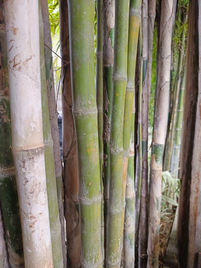 The image displays a dense stand of bamboo trees. The bamboo stalks vary in color from pale white to various shades of green and brown, with some showing signs of age and weathering. The stalks are segmented, a characteristic feature of bamboo, and appear to be growing close together, creating a natural wall. In the background, glimpses of sunlight filter through the foliage, suggesting an outdoor environment. The scene is devoid of any human presence or activity. The image appears to be a close-up shot, focusing on the texture and pattern of the bamboo. The location specified in Pantegajah, Indonesia, suggests an environment that would typically support such vegetation.