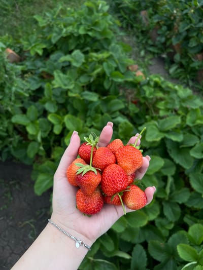 A person's hand, adorned with a silver bracelet, holds a cluster of ripe strawberries. The strawberries are red with visible seeds and green stems. In the background, a field of lush green strawberry plants is visible, with patches of brown earth and what appear to be bricks. The overall scene suggests a harvest or gathering of fresh produce, possibly in a rural setting.