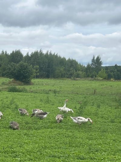This is a vertical, eye-level, medium shot of a flock of geese in a grassy field under a cloudy sky, with a line of trees in the background. The field is lush green and appears to be covered in clover. Several geese are scattered throughout the field, some grazing, one standing tall, and one in the process of bending down. The geese are a mix of gray and white, with some exhibiting darker markings on their wings and bodies. The sky is overcast with shades of gray and white clouds. Behind the field, a dense line of green trees forms the horizon. The overall impression is one of a rural, natural setting. The image location is specified as Холстаўскі сельскі Савет, Belarus.