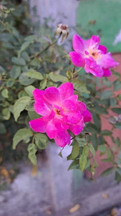 A close-up, low-angle shot captures two vibrant pink roses in bloom, with one in the foreground and another slightly behind it and to the right. The roses are set against a backdrop of lush green foliage, with a softly blurred, muted background of what appears to be a wall and paving stones. The focus is sharply on the intricate details of the rose petals and their centers, revealing delicate textures and a warm yellow stamen. The lighting suggests a soft, natural light, possibly late afternoon or early morning, which enhances the rich pink hues of the flowers. The overall impression is one of natural beauty and tranquility. The image does not contain any people or depict any specific actions or interactions. The environment is suggestive of a garden or a natural outdoor setting, potentially within a residential area or park.