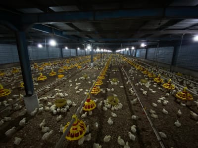 The image depicts the interior of a large chicken coop, likely a commercial operation, filled with numerous young chicks. The coop is illuminated by artificial lighting, casting a dim glow over the scene. Rows of yellow and red feeders are strategically placed throughout the space, surrounded by clusters of white chicks. The floor of the coop is covered in what appears to be wood shavings or other bedding material. The overall impression is one of a controlled environment designed for mass poultry farming. Based on the provided location, this scene is situated in Palohdama, Indonesia.
