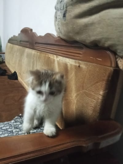 The image shows a blurry, close-up view of a small, fluffy kitten with white and grey fur sitting on a wooden surface. The kitten's face is partially obscured and out of focus. Behind the kitten, a textured, light-colored material, possibly upholstery or a blanket, is visible, draped over what appears to be furniture. To the left, dark objects, potentially shoes or fabric, are present. The background is indistinct. The scene is indoors and appears to be a domestic setting. There is no indication of the city of Urus-Martan, Russia, or any forensic details.