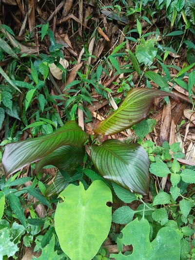 The scene depicts a dense undergrowth area on a forest floor in Situm, Papua New Guinea. The primary subject is a cluster of large-leafed plants. In the center, a plant features several prominent leaves, each characterized by a dark green base color with distinct reddish-brown longitudinal stripes or veins, appearing somewhat glossy and turgid. Surrounding and partially beneath this central plant are several broad, lighter green, heart-shaped to spade-shaped leaves, some exhibiting irregular holes and edges consistent with insect damage. The ground is largely obscured by a thick layer of varying green foliage, including slender, grass-like leaves and smaller, lighter green broadleaf plants, indicating lush growth. Beneath the living vegetation, a substantial amount of dry, light brown, fibrous plant debris, possibly fallen bamboo culms or large leaves, covers the ground. No people, animals, man-made objects, or discernible actions are present within the frame. The environment is consistent with a humid, vegetated area.
