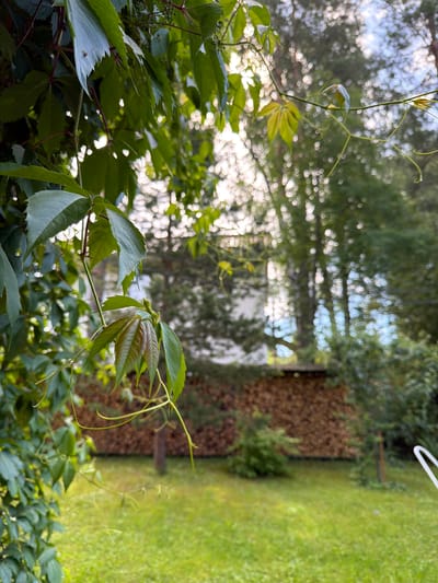 The image depicts an outdoor scene on a summer day, likely in Orekhovo, Russia, given the context. In the foreground, lush green foliage from a climbing plant dominates the left side of the frame, with its leaves casting shadows and some appearing slightly wilted. The background reveals a neatly stacked pile of firewood, characteristic of a rural or suburban setting. Beyond the firewood, a white building and tall trees are visible, with sunlight filtering through the leaves, creating a bokeh effect. A green lawn occupies the lower part of the scene, suggesting a garden or yard. No people or specific actions are identifiable in the image.