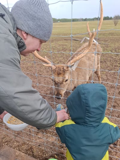 This outdoor image depicts two people feeding a deer through a wire fence at an animal enclosure, likely a deer farm or petting zoo, in Ludorvai, Russia. An adult male on the left, wearing a grey beanie and an olive green jacket, is holding a white bucket filled with corn and other grains, offering it to the deer. To the right, a child, partially visible in a dark green and yellow hooded jacket, also reaches out a hand towards the animal, potentially offering food or interacting with its nose.
A light brown deer with noticeable antlers stands behind the fence, extending its head towards the people. The ground inside the enclosure is muddy and littered with grains, suggesting feeding activity. In the background, there's an open field leading to a line of trees under an overcast sky, indicating daytime. The attire of the people suggests cool weather. No text is visible in the image.