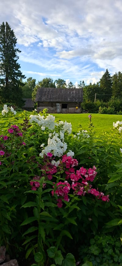 The image depicts a rural scene in Viru-Jaagupi alevik, Estonia, with a focus on a flowerbed in the foreground and a wooden barn in the background.
In the foreground, a dense arrangement of flowering plants is visible. Prominently featured are clusters of vibrant pink and white flowers. The pink flowers are smaller and appear in dense bunches, while the white flowers are larger and more spread out, forming tall stalks. The foliage is lush and green, with elongated leaves. The bottom left corner of the image shows a few rough, grey stones.
Behind the flowerbed, a well-maintained green lawn stretches towards a rustic wooden barn. The barn is constructed with stone foundations and wooden walls, topped with a corrugated roof. A wooden door on the front of the barn is partially open, revealing a dark interior. To the left of the main barn, a second, smaller wooden structure with a similar roof is partially visible.
The background is dominated by a line of mature green trees, forming a dense forest that extends across the horizon. Above the trees, a blue sky is visible, adorned with scattered white clouds. The lighting suggests it is late afternoon or early evening, with soft sunlight illuminating the scene and casting gentle shadows. There are no people or animals present in the image. The overall atmosphere is serene and tranquil, characteristic of a rural Estonian countryside.