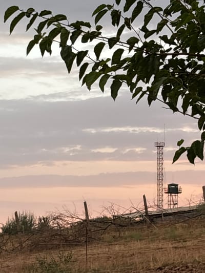 In the city of Kyzyl Shalola, Uzbekistan, this image captures a twilight scene with a focus on a tall lattice tower topped with an antenna and a small observation booth at its base. The tower stands to the right of center in the mid-ground, behind a rough fence line constructed from wooden posts and tangled branches. The ground in the foreground is a mixture of dry earth and sparse vegetation. Above the fence and the tower, the sky is filled with soft, layered clouds, tinged with the pale pinks and grays of sunset. Dark green leaves from a tree branch hang into the upper left portion of the frame, partially obscuring the sky. The overall atmosphere is quiet and observational.