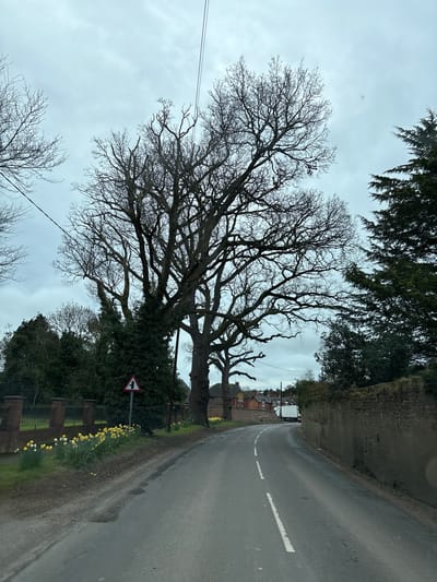 The image displays a road in Ruyton-XI-Towns, United Kingdom, under an overcast sky. The asphalt road, with a dashed white center line, curves towards the right in the midground. On the left side of the road, a grassy verge supports multiple clusters of yellow and white daffodils. Further left, a black metal fence with brick pillars runs along a property boundary. A red and white triangular road sign, indicating a left turn or junction, is positioned on this verge.
Large deciduous trees with bare branches, some covered in ivy, dominate the left side of the frame, extending upwards towards the sky. Overhead, utility lines are visible. On the right side of the road, a weathered, low stone or rendered brick wall runs parallel to the road's curve. In the distance, a white box truck is observed at the bend of the road, with residential buildings featuring red tile roofs situated behind it. Evergreen trees are present on both sides of the road, particularly prominent in the upper right quadrant. The sky is uniformly grey and overcast, providing diffuse light to the scene. No individuals are present.
