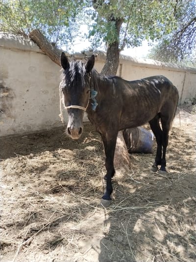 A lone, dark-colored horse stands in a dusty enclosure with scattered straw. The horse is tethered by a rope around its muzzle and is facing the viewer. Behind the horse, a rough, light-colored wall runs horizontally across the image, with a tree trunk leaning against it. The ground is a mixture of dirt and straw, with shadows cast by the tree branches above. The scene appears to be an outdoor stable or corral. The location is identified as Chalysh, Uzbekistan.