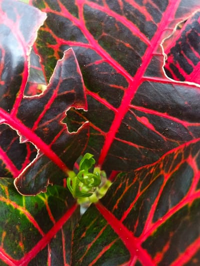A vertical, close-up photographic detail of plant foliage, identified as being located in Trairão, Brazil. The image is dominated by multiple broad leaves exhibiting a dark green to black coloration, vibrantly intersected by prominent, luminous red venation forming a net-like pattern. Several of the larger leaves display irregular perimeters and internal perforations, indicative of biotic or abiotic damage; a distinct, multi-pointed hole is observed in a leaf positioned in the upper-left quadrant. Centrally located and partially obscured by the larger foliage, a cluster of light green, nascent plant shoots is visible, appearing tightly curled and in an early stage of unfurling. No human figures, animals, or artificial objects are present. The scene captures botanical growth and existing damage within a natural setting.