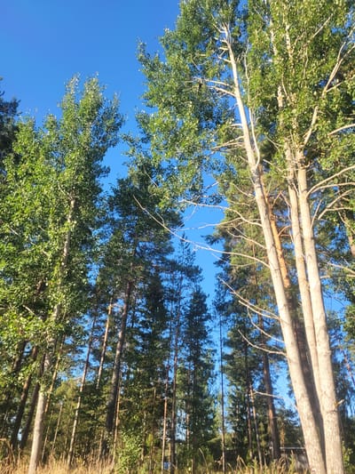The image captures a serene forest scene dominated by tall, slender trees under a clear blue sky. On the left, a cluster of deciduous trees with vibrant green leaves stands prominently. To their right, a dense forest of coniferous trees, likely pines, forms a dark green backdrop. In the foreground, the trunks of several large deciduous trees, possibly aspens, with light-colored, textured bark are visible, reaching upwards towards the sky. Their branches, mostly bare of leaves, create an intricate silhouette against the foliage and sky. The ground is covered with dry, golden grass and scattered twigs, suggesting a dry, possibly late summer or early autumn setting. The overall impression is one of natural tranquility and the quiet grandeur of a forest. Without further context or identifiable landmarks, pinpointing an exact location within Gävle, Sweden, is not possible based solely on the visual information provided.