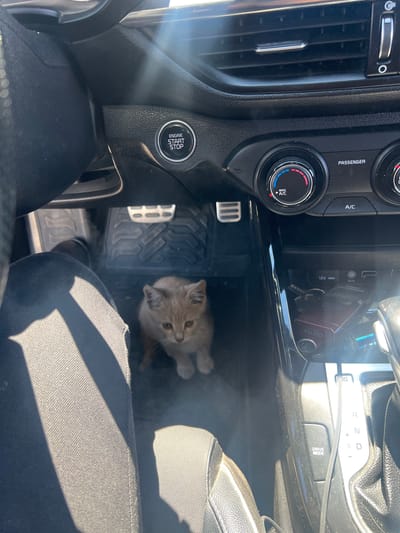 The image shows the interior of a car. A small, light brown kitten is sitting on the floor mat between the driver's seat and the center console. Sunlight streams into the car, creating strong shadows from the dashboard and steering wheel. The dashboard features a start/stop engine button, air vents, and climate control dials. The center console has a gear shifter and a "Drive Mode" button. There are also car keys and a cigarette pack visible in a compartment. The image appears to be taken in Nor Khachakap, Armenia, although this location is not directly visible in the image.