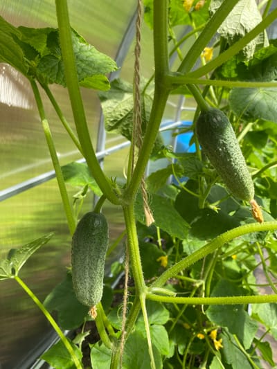 A close-up, eye-level, outdoor shot shows a cucumber plant growing in a greenhouse. Two small cucumbers are visible, one hanging to the left of the frame and another to the right. The plants have large green leaves and thin, fuzzy stems. Yellow flowers can be seen in the background, along with a transparent greenhouse covering. A piece of twine is tied around one of the stems. The image is taken in Korvet, Russia.