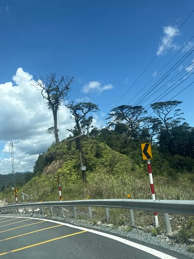 The image depicts a roadside view in the city of Lac Duong, Vietnam, under a bright blue sky with scattered white clouds. A paved road with yellow and white lane markings curves to the left in the foreground. A metal guardrail runs along the side of the road. On the elevated embankment beside the road, lush green vegetation and tall grasses are visible. Several trees, some with bare, gnarled branches and others with full canopies, grow on the hillside. A cell tower is present in the distance to the left, and power lines are strung across the upper right portion of the image. Traffic signs, including a yellow chevron sign indicating a curve, are posted along the roadside, mounted on red and white striped poles. The scene is characterized by its natural landscape and infrastructure elements, typical of a rural or mountainous region.