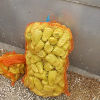 Two mesh bags filled with light green peppers are situated on the ground in front of a metallic wall. The bag on the right is larger and more prominently displayed, with its top edge secured by a blue string. The bag on the left is partially visible and positioned to the left of the larger bag. The ground beneath the bags consists of gravel and dry grass. The metallic wall in the background appears to be industrial or utilitarian, with some scuff marks and small, scattered white spots. The scene is outdoors, likely in a storage or agricultural area. The location is identified as Briceni, Moldova.