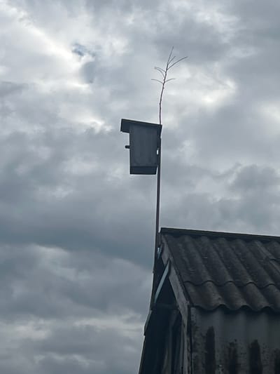 A birdhouse on a pole is mounted above a dark, corrugated roof of a building. The birdhouse is a simple wooden structure, dark in color, with an opening visible on one side. It is positioned high on the pole, which appears to be metallic. A thin, bare branch extends upwards from behind the birdhouse. The sky is overcast with heavy, grey clouds, suggesting a cloudy or stormy day. The building's roof is weathered and dark, showing signs of age. The overall impression is one of a rural or utilitarian setting.