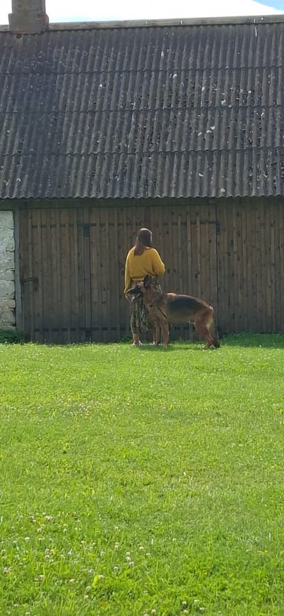 A woman wearing a yellow long-sleeved shirt and a patterned skirt stands in a grassy yard in front of a weathered wooden building with a corrugated roof. A German Shepherd dog stands beside her, its head turned towards the woman. The building appears to be a barn or storage structure with large wooden double doors. The yard is covered in green grass with scattered white flowers. The background shows the side of the building and a glimpse of a stone wall on the left. The sky is overcast. The scene is set in Angla, Estonia, a location known for its windmills.
