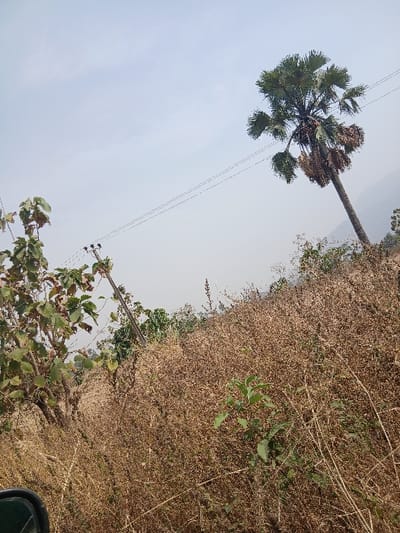 The scene depicts an outdoor, rural landscape in Nandu, Nigeria, under a light blue, hazy sky. The foreground and midground are densely covered with predominantly dry, golden-brown grasses and shrubs, indicating arid conditions. Interspersed within this vegetation are several patches of green foliage, including a large leafy bush on the far left and a smaller green plant towards the lower-center-right. A tall palm tree, characterized by fan-shaped fronds (some green, some brown and dry), stands on the right side of the image, leaning slightly to the left. Multiple dark, thin utility lines stretch horizontally across the mid-upper section of the frame, passing in front of the palm tree. A utility pole is visible on the left, supporting some of these lines. Faint, distant hills are discernible on the horizon towards the right. A dark, reflective vehicle side mirror is partially visible in the extreme lower-left corner. No individuals or overt actions are present in the frame.