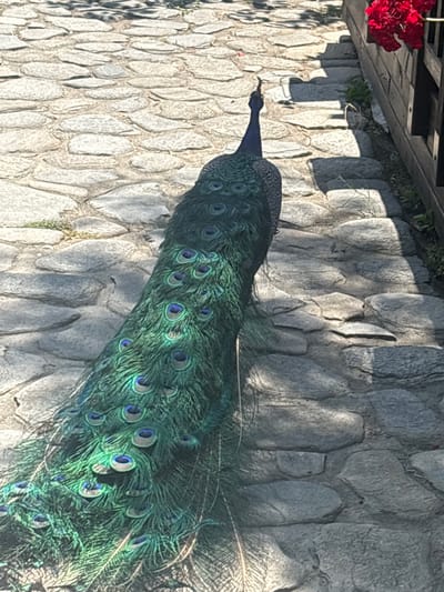 A peacock stands on a cobblestone path in Krasnovo, Bulgaria. The peacock is facing away from the camera, its train fanned out, revealing numerous eye-like patterns in shades of green, blue, and brown. The cobblestone path is made of irregularly shaped gray stones, with shadows cast across it from an unseen light source, suggesting it is daytime. To the right of the path, a dark wooden fence is visible, with a cluster of bright red flowers hanging over it. The overall environment appears to be an outdoor setting, possibly a garden or park.