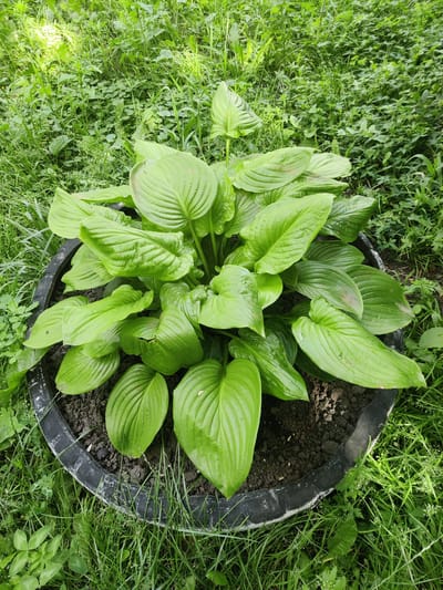 In Koziatyn, Ukraine, a hosta plant with large, vibrant green leaves thrives in a black, weathered planter. The planter, appearing to be made from a repurposed tire, sits amidst a lush green lawn and surrounding vegetation. Sunlight filters through the leaves, highlighting their prominent veins. The scene is one of a well-tended garden, showcasing the plant's healthy growth.