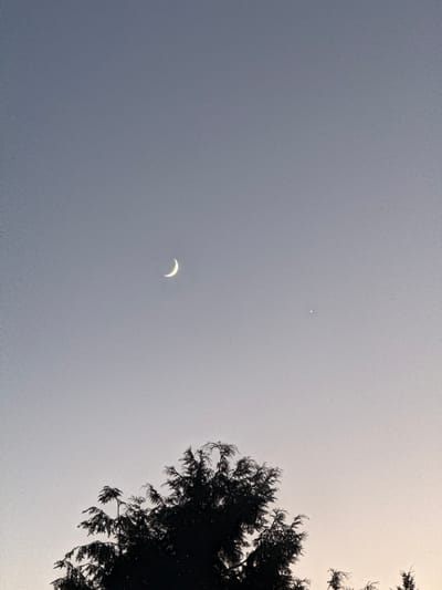 A crescent moon and a bright star are visible in a dusky sky, silhouetted by the dark branches of a cedar tree. The image was taken from Graham, United States of America. The sky transitions from a deep blue at the top to a lighter, almost pinkish hue at the bottom. The tree occupies the lower portion of the frame, its feathery foliage creating a stark contrast against the sky. The moon is a thin sliver of light, positioned to the left of center, while the star, appearing as a tiny, bright point, is located to the right of the moon.