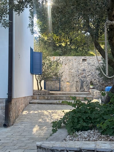 This image depicts an outdoor residential or garden scene in Betina, Croatia, under bright, dappled sunlight, indicating either morning or late afternoon.
The left side of the frame features the vertical, white stucco wall of a building, extending from the bottom to the top. A dark brown downspout runs vertically along the far left edge. Centered on the white wall is an open window with two dark blue, louvered shutters. The building's base is clad in light brown stone masonry. A paved pathway, constructed from light-colored, irregular stone pavers, extends from the bottom left, running alongside the building and curving slightly upward and to the right. Dappled shadows from overhead foliage are cast across this pathway.
In the mid-ground, a series of at least three stone steps ascends towards a taller stone retaining wall constructed from irregular, light-colored stones. To the left of the steps, a small olive tree grows from a low stone planter. Behind this tree, partially obscured, is a dark blue metal gate or fence section. On the upper part of the stone wall, a small square opening is visible, and further to the right, a small potted plant sits on a stone ledge.
The right side of the image is dominated by the trunk and dense foliage of a large olive tree. A thick, light-colored rope is tied around its trunk, ascending out of view. In the immediate foreground, to the right of the pathway and below the large olive tree, is a dense bush with broad green leaves, possibly a grapevine, growing from a bed of small white and gray stones. Behind the large olive tree and stone wall, more green foliage is visible, suggesting a terraced garden or hillside. No people are present, and no specific actions or interactions are depicted.