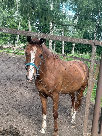 A brown horse with white markings on its face and legs is standing in a fenced enclosure. The horse is wearing a blue halter. The enclosure has a wire mesh fence and a metal gate. The ground inside the enclosure is dirt. In the background, there are trees and a bright sky, suggesting it is daytime and the weather is fair. The horse appears relaxed, possibly lying down or resting. The overall scene depicts a horse in an outdoor pen, likely on a farm or ranch, given the setting cues. The image was taken in Gorki Leninskiye, Russia. There is no visible text in the image.