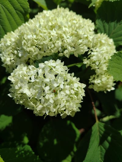 The image shows a close-up of creamy white hydrangea flowers in bloom, set against a backdrop of dark green foliage. The flowers are clustered in large, rounded inflorescences, with individual florets appearing delicate and somewhat translucent in the sunlight. Shadows from the leaves create a dappled effect on the flowers and the darker background. There are no people or visible structures in the image. The scene is natural and appears to be outdoors. The location is identified as Sovetsko-Nikol'skoe, Russia, but this context is not visually evident from the image itself.