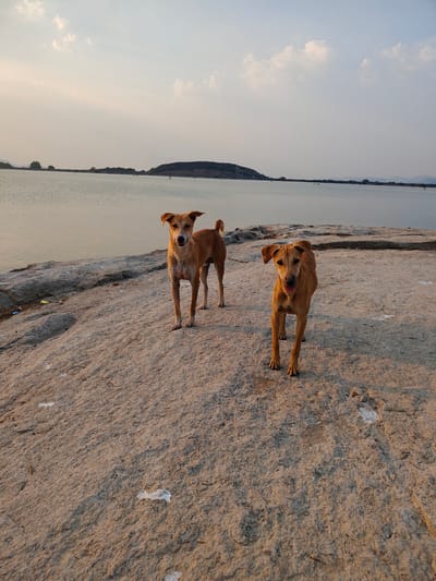 Two light brown dogs stand on a light gray rocky surface. Behind them is a body of water with an island in the distance, and the sky is visible above. The location is Kammavaripalli, India.