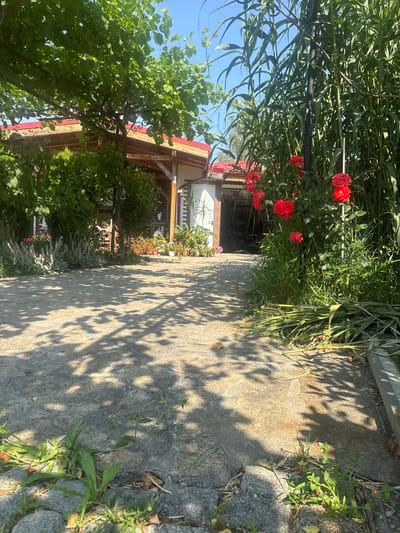 This image depicts a sun-drenched courtyard leading to a house in Prolesha, Bulgaria. A paved driveway, dappled with the shadows of overhead foliage, slopes gently towards the entrance. To the left, a vine-covered pergola shades a portion of the house, revealing a red-tiled roof and wooden supports. Lush greenery, including what appears to be lavender and other flowering plants, borders the driveway and the house. On the right side, a tall bamboo-like plant stands alongside a cluster of vibrant red roses. The background shows an open garage door, hinting at the interior of the dwelling. The scene is peaceful and captures a warm, summer day in a rural Bulgarian setting.