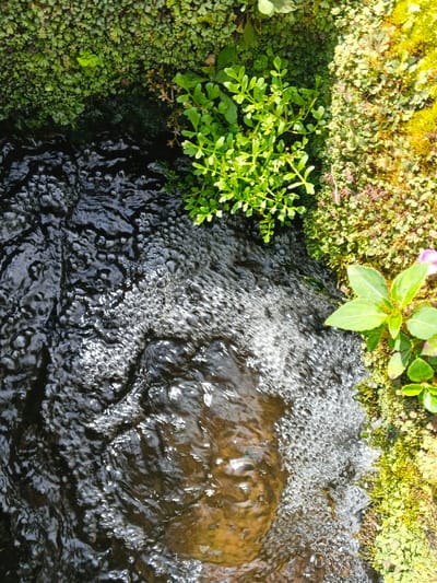 The image depicts an overhead, close-up view of a narrow, flowing water channel bordered by dense vegetation, situated in Wenshan City, China. Dark, turbulent water occupies the left and lower-central portions of the frame, exhibiting numerous small bubbles and areas of white foam, suggesting active flow over a submerged, dark substrate. The upper left and top edges are covered with a thick layer of short, dark green, moss-like growth. The right side of the frame features a bank or wall densely covered in varying shades of green and yellowish-green moss and small plants. A bright green plant with multiple stems and deeply lobed leaves is prominently situated on the right bank, extending towards the water above the vertical center. Below this, near the bottom right, another plant with broader green leaves and a partially visible pink flower is present. No human individuals, animals, or artificial structures are visible within the scene.