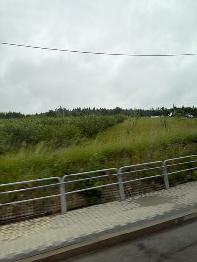 An eye-level medium shot captures a view of a grassy hill under an overcast sky in Wilkowisko, Poland. A silver metal railing with vertical supports runs horizontally across the lower third of the frame, separating a paved walkway from the elevated grassy slope. The walkway is made of interlocking gray pavers, some of which appear wet, suggesting recent rain. The slope is covered in dense, tall green grass with some yellow flowers scattered throughout. A line of trees forms a dark green border along the top of the hill. A single strand of dark wire stretches horizontally across the sky. In the upper right portion of the image, a white building with a dark roof and a small red-roofed structure are visible behind the trees. The overall scene conveys a rural, natural landscape on a cloudy day.