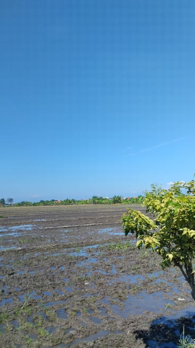 The image depicts a rice paddy field in Plumbungan, Indonesia, under a clear blue sky. The field is partially flooded, with dark, wet mud and small green shoots of rice plants visible. The landscape extends towards a line of trees and some buildings in the distance, indicating a rural or semi-rural setting. In the foreground, a leafy green tree is partially visible on the right side of the frame. The overall impression is one of agricultural activity in a bright, sunny environment.