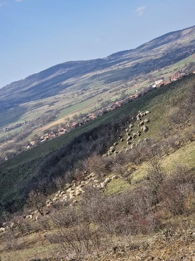 This image presents a panoramic view of a rural, hilly landscape in Porumbenii Mari, Romania. The scene is captured from an elevated perspective, looking down a significant incline. The foreground and mid-ground consist of a steep slope covered with a mix of dry, brownish-green grass, bare soil, and numerous leafless deciduous shrubs and small trees. Approximately 60 to 80 white-fleeced sheep are scattered across this slope, some appearing to graze, others stationary.
Diagonally across the mid-ground, a valley extends, containing a village composed of numerous houses with distinct reddish-orange tiled roofs, interspersed with patches of green vegetation and bare trees. Beyond the village, a series of undulating hills or mountains rise in the background, exhibiting varied terrain with sparse tree lines, gradually fading into the horizon. The sky is clear, light blue, with minimal wispy white cloud cover. No human figures are discernible.