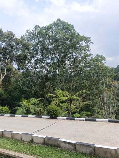 The image depicts a static outdoor scene in Tapaiteng Uesa, Bhutan, showing a section of a concrete paved road or path adjacent to a dense, verdant natural environment. The lower third of the frame is occupied by a light gray concrete surface, which features visible expansion joints. This surface is bordered on the left by a low, segmented concrete curb painted with alternating black and white sections. Below the curb in the immediate foreground, a strip of green grass is visible. The middle ground and background consist of abundant tropical or subtropical vegetation under a partly cloudy sky. Prominent features include numerous large trees with dense green foliage, several large tree ferns with sprawling fronds, and tall, slender bamboo stalks on the right side of the frame. No individuals, animals, or active events are present within the scene.