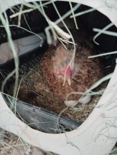 A chicken with brown and white feathers sits in a nest of hay and straw, with two eggs visible beneath its body. The chicken appears to be in a nesting box, which is partially visible in the foreground. The background is dark and out of focus, with some light filtering in from the top. The image is taken from a slightly elevated angle, looking down into the nesting box. The location is identified as Muminabad, Uzbekistan, suggesting this is a scene from a rural or agricultural setting in that region.