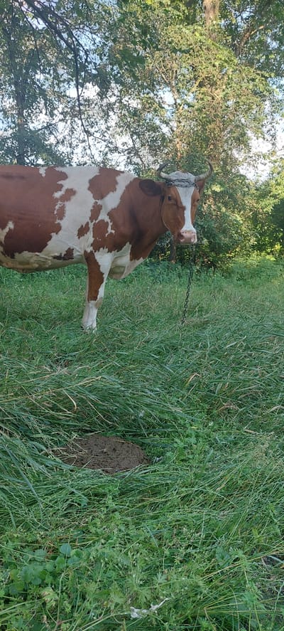 In Voronkiv, Ukraine, a brown and white cow stands in a grassy field under a canopy of trees. The cow is tethered by a chain to a metal ring around its neck. In the foreground, a pile of cow dung is visible amongst the grass.