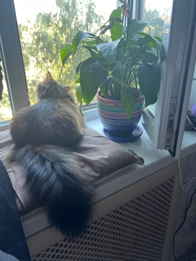 A fluffy, brown tabby cat sits on a windowsill, its back to the viewer, with its tail draped over its lap. The cat is looking over its shoulder at the camera with wide, curious eyes. Next to the cat is a potted peace lily, its large green leaves reaching towards the sunlight streaming through the window. The window looks out onto a dense canopy of green trees. A beige cushion supports the cat. The windowsill is white, and a radiator with a checkered pattern is visible below. A thin white cord runs along the right side of the frame. The scene appears to be indoors, likely in a residential setting in Asipovichy, Belarus, given the presence of typical home furnishings and a view of temperate foliage.