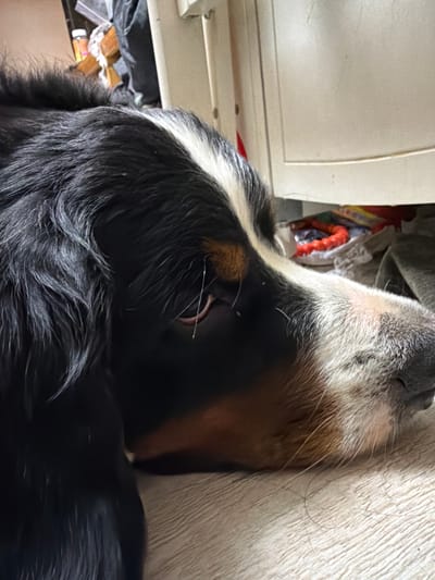 The image shows a close-up of a Bernese Mountain Dog sleeping. The dog's head is resting against a light-colored textured surface, possibly a couch or a blanket. Its fur is a mix of black, white, and brown. The background is blurred and appears to be an indoor setting with some clutter, including what looks like bags and possibly some rope or fabric. The lighting suggests it could be daytime, but the exact time is unclear. The scene evokes a sense of calmness and rest. There is no visible text in the image.