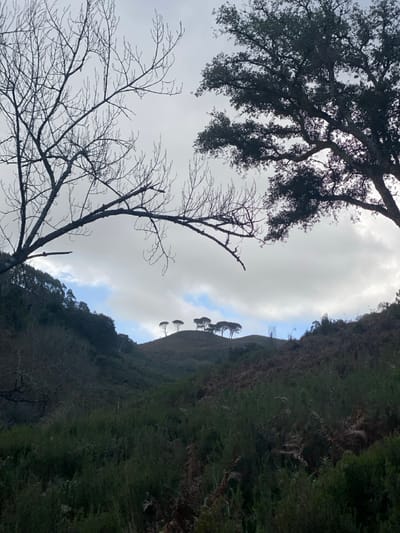 The image depicts a natural, hilly landscape in Mafra, Portugal, under an overcast sky with patches of blue. In the foreground, the upper left features the silhouette of a bare deciduous tree with multiple slender branches extending across the frame. To the upper right, a dense canopy of an evergreen tree, possibly an oak, is partially visible. The midground shows a valley filled with varied low-lying vegetation, including dark green shrubs and reddish-brown ferns. In the background, a prominent rounded hill is topped by a cluster of approximately six to seven mature conifer trees, presenting a distinct silhouette against the sky. To the right of this cluster, further down the slope of the same hill, a vertical, cylindrical structure, possibly a tree protector or a small sculptural element, is discernible. No people or animals are present. The scene is static, devoid of active interactions.