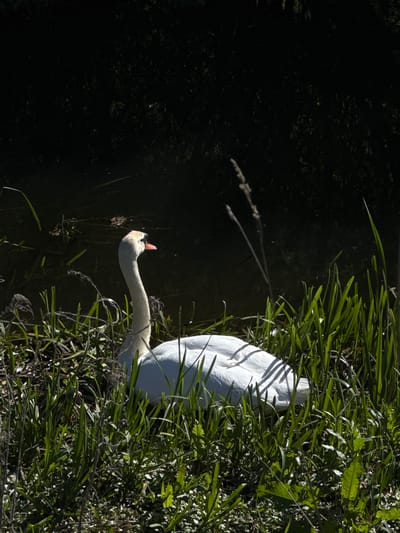 A white swan is captured in a vertical composition, its long neck and head extending from a dense, sunlit patch of green reeds on the right into a dark body of water on the left. The swan's body is mostly hidden by the vibrant green foliage, with only a portion of its white feathers visible. Its head is lowered towards the water, and its beak is slightly open, revealing a pinkish interior. Bright sunlight illuminates the swan's head and neck, as well as the surrounding reeds, creating distinct shadows on its white plumage. The water on the left is very dark, appearing almost black, suggesting either deep shade or the reflective nature of the surface. No specific activity beyond the swan's posture near the water is clearly discernible, but it appears calm and focused. The scene depicts a tranquil natural environment, likely a pond or river bank, under clear, sunny conditions during the daytime. No text is visible in the image.