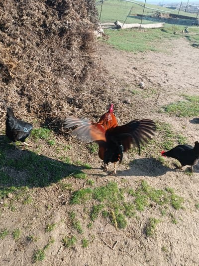 A vibrant rooster with copper plumage and black tail feathers stands mid-flap in a yard with sparse grass. Two black hens flank the rooster. A large mound of dried vegetation sits to the left, casting a shadow. In the background, a fence borders a grassy field, and a glimpse of distant hills can be seen under a hazy sky.