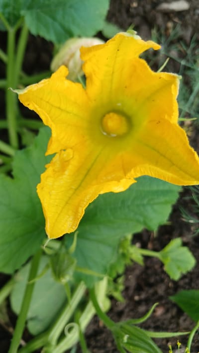 A close-up, vertical shot captures a vibrant yellow squash blossom in bloom. The blossom's five petals are ruffled and textured, with delicate veins radiating from the center. A small droplet of water rests on one of the petals, glistening in the light. The flower's stamen, a yellowish-green knob, is visible at the center. Surrounding the blossom are lush green leaves and stems of the squash plant, with the dark soil of a garden bed visible in the background. Hints of dill fronds and other greenery suggest a natural, outdoor setting. The image is devoid of human presence and captures a moment in nature.