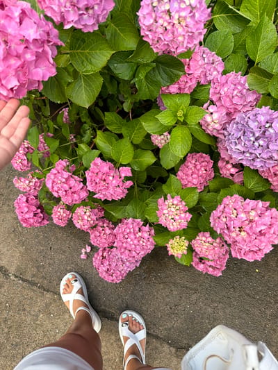 A first-person perspective shot captures a person standing near a bush of blooming hydrangeas, with their feet clad in white sandals visible in the foreground. The hydrangeas display a spectrum of pink and purple hues, interspersed with lush green leaves, some of which are adorned with water droplets, suggesting recent rain. The ground beneath is a paved surface, likely a sidewalk or pathway, with visible cracks. To the right, a white bag, possibly a purse or shopping bag, is partially visible. The image does not provide enough information to determine the location in the city of Semenovka, Russia.