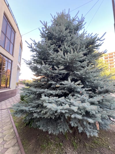 An outdoor, eye-level, medium shot captures a blue spruce tree in Magas, Russia. The tree, with its characteristic blue-green needles, dominates the frame, its dense foliage creating a textured, layered effect. Sunlight filters through the branches, creating dappled patterns and highlighting the silvery sheen of the needles. To the left of the tree, a modern building with large, reflective windows is visible. The windows offer a glimpse of a building with red-brick accents, suggesting an urban or suburban setting. The building's facade is a light tan color, and the windows are framed with dark brown. A tiled walkway with a repeating hexagonal pattern runs along the bottom right of the image, bordering the tree and the building. The ground around the tree is a mix of dark soil and sparse green vegetation. In the background, the sky is a clear, pale blue, and hints of other buildings or structures are visible, suggesting a developed area. The lighting suggests it is daytime, likely late afternoon given the warm quality of the sunlight. There is no visible text in the image.