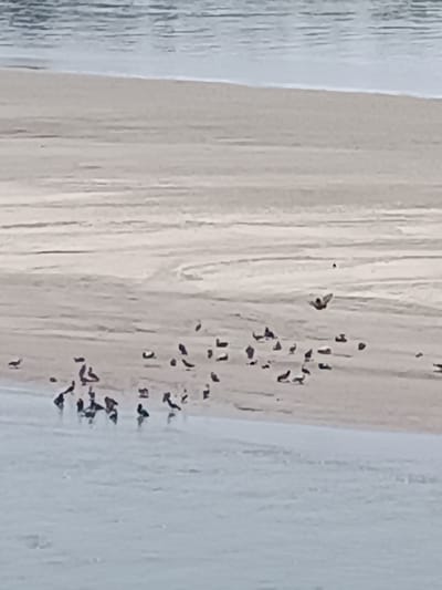 The image depicts a flock of birds on a sandy bank beside a body of water. The birds are mostly small and dark, scattered across the sand. One bird is in mid-flight, wings outstretched, over the sand. The water appears calm with ripples. The scene is likely the river Po in Casalmaggiore, Italy, given the sandy banks and the presence of birds commonly found in such environments.